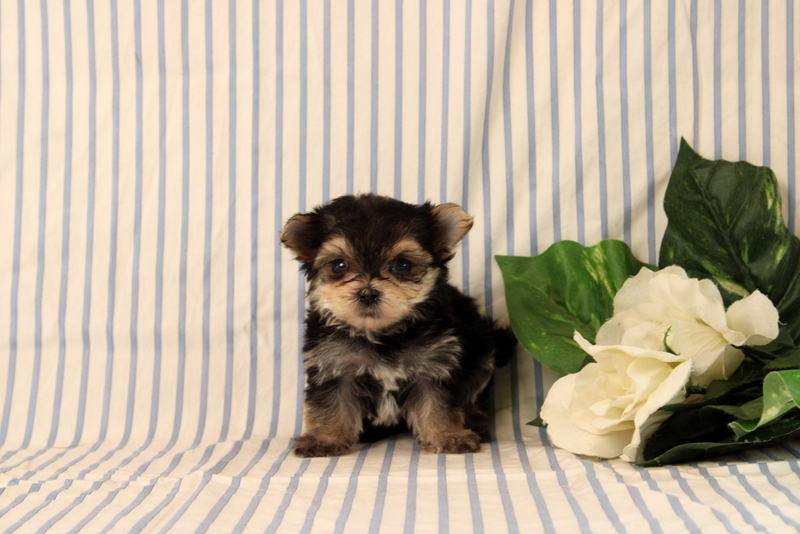 puppy, for, sale, Morkie, Matthew B. Stoltzfus, dog, breeder, Gap, PA, dog-breeder, puppy-for-sale, forsale, nearby, find, puppyfind, locator, puppylocator, aca